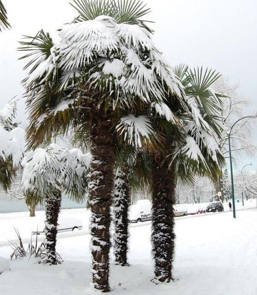 How to winterize cold hardy palm trees outdoors anywhere in Canada.