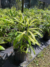 Load image into Gallery viewer, Lady Palm (Rhapis Excelsa) - Imported
