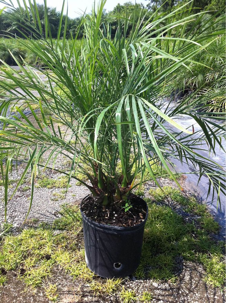 Pygmy Date Palm (Phoenix Roebelenii) - Imported