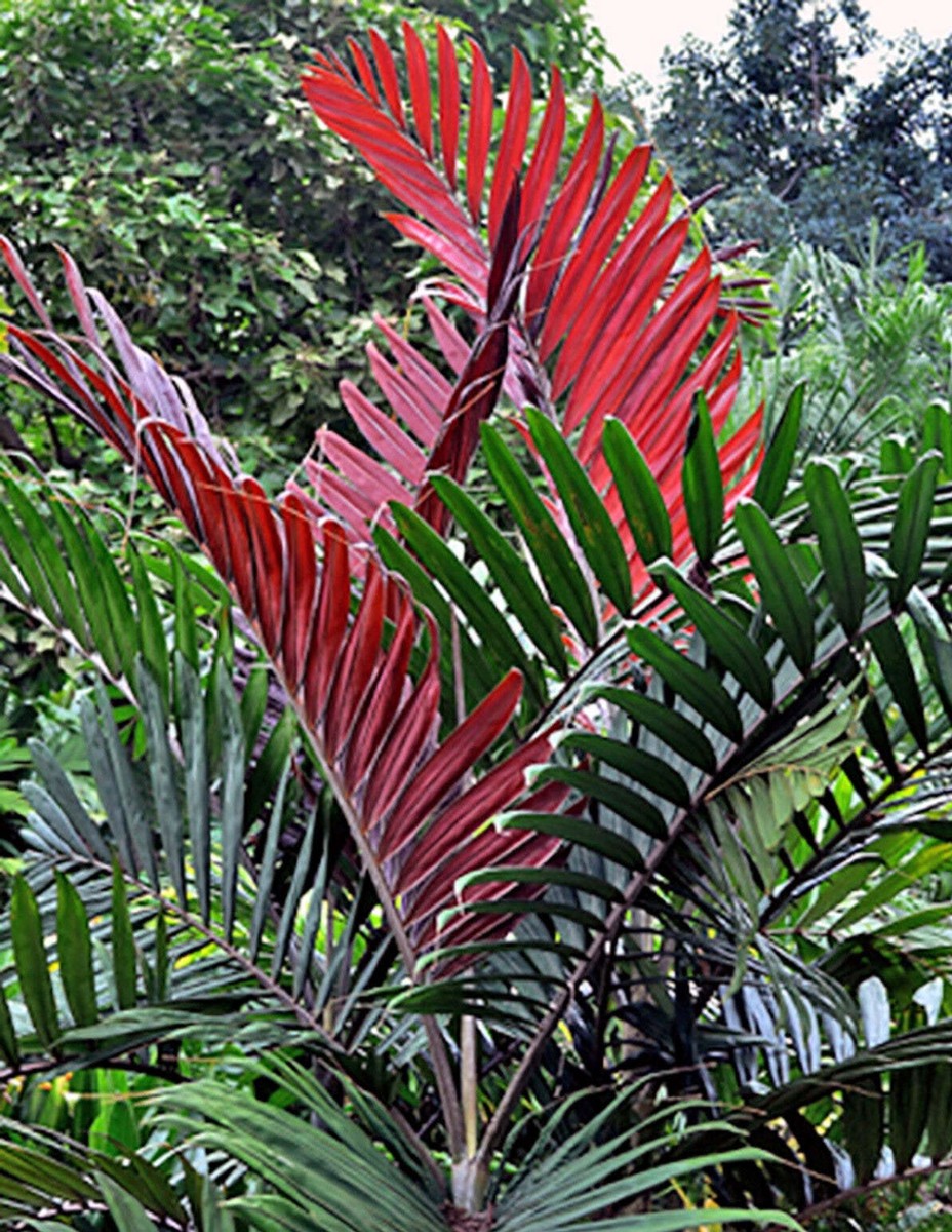 Flamethrower Palm (Chambeyronia Macrocarpa)