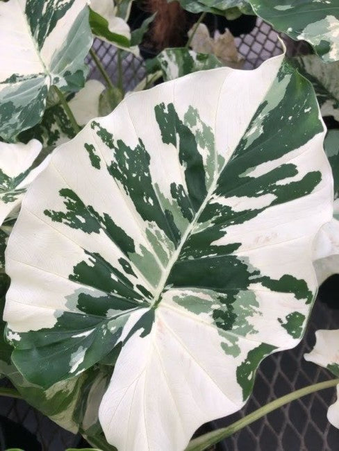 Variegated Elephant Ear (Alocasia 'Odora Variegata') - Imported