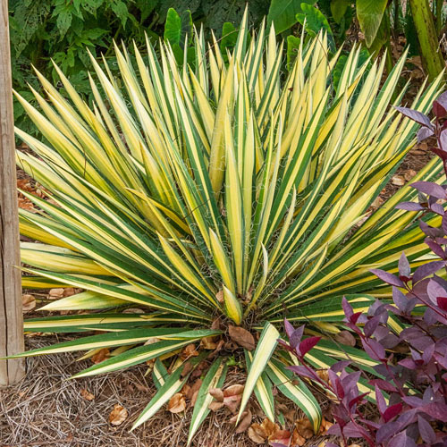 Adam's Needle 'Colour Guard' (Yucca Filamentosa 'Colour Guard')