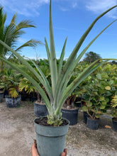 Load image into Gallery viewer, Pineapple (Ananas Comosus) - Imported

