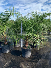 Load image into Gallery viewer, Mule Palm (Butiagrus Nabonnandii X) - Imported
