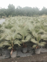 Load image into Gallery viewer, Washingtonia Robusta - Imported

