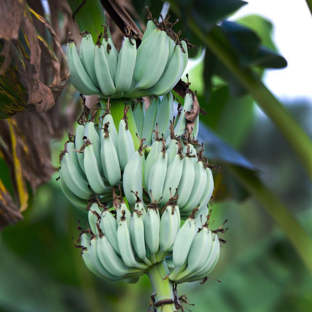 Ice Cream Banana (Musa Acuminata Blue Java) - Imported