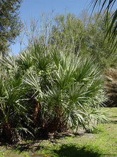Load image into Gallery viewer, Saw Palmetto (Serenoa Repens) - Imported
