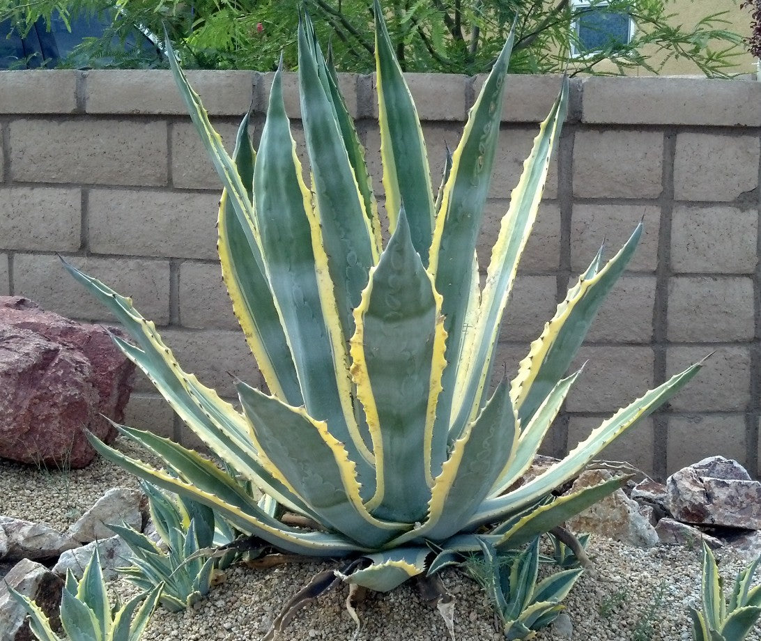 Agave Americana 'Variegata' - Imported