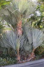Load image into Gallery viewer, Mazari Palm (Nannorrhops Ritchiana) - Imported
