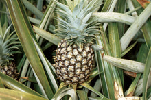 Load image into Gallery viewer, Pineapple (Ananas Comosus) - Imported
