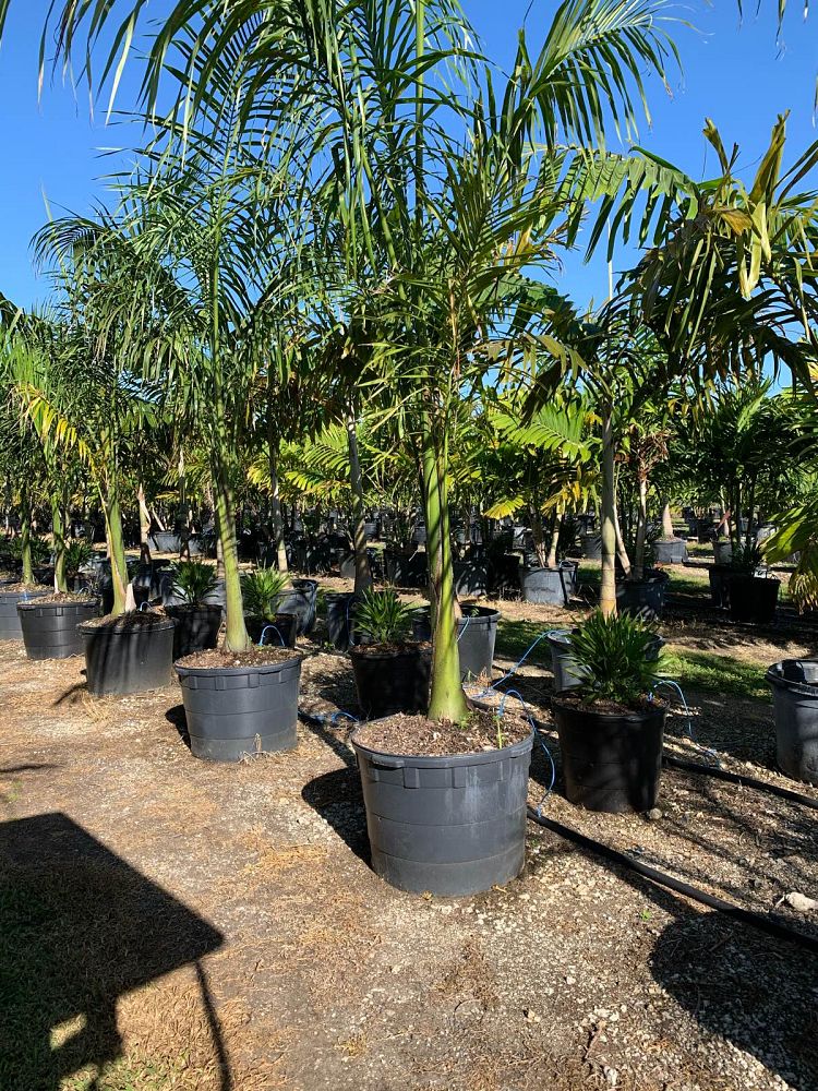 Roystonea Regia (Florida Royal Palm) - Imported