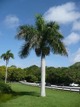 Load image into Gallery viewer, Roystonea Regia (Florida Royal Palm) - Imported
