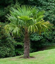 Load image into Gallery viewer, Windmill Palm (Trachycarpus Fortunei) - Imported
