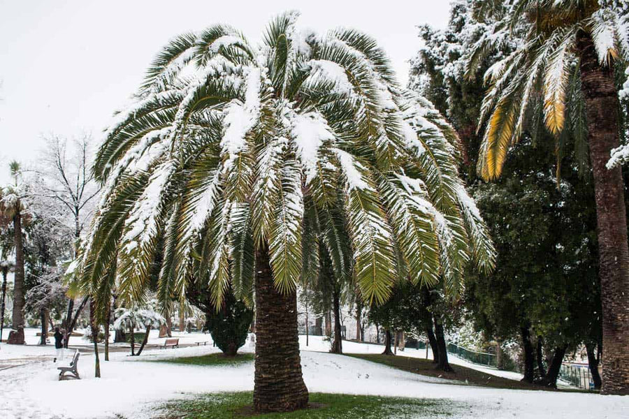 What varieties of palm tree can you grow in Canada?