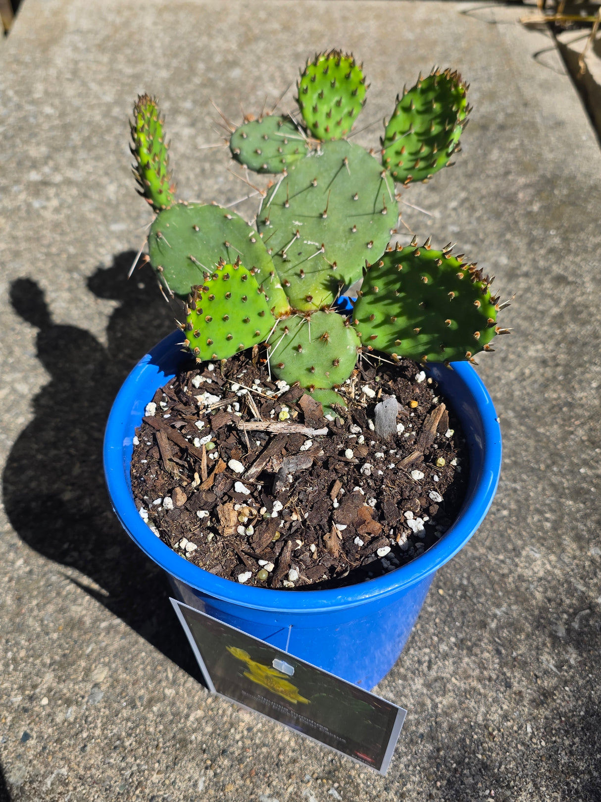 Eastern Prickly Pear Cactus (Opuntia Humifusa)