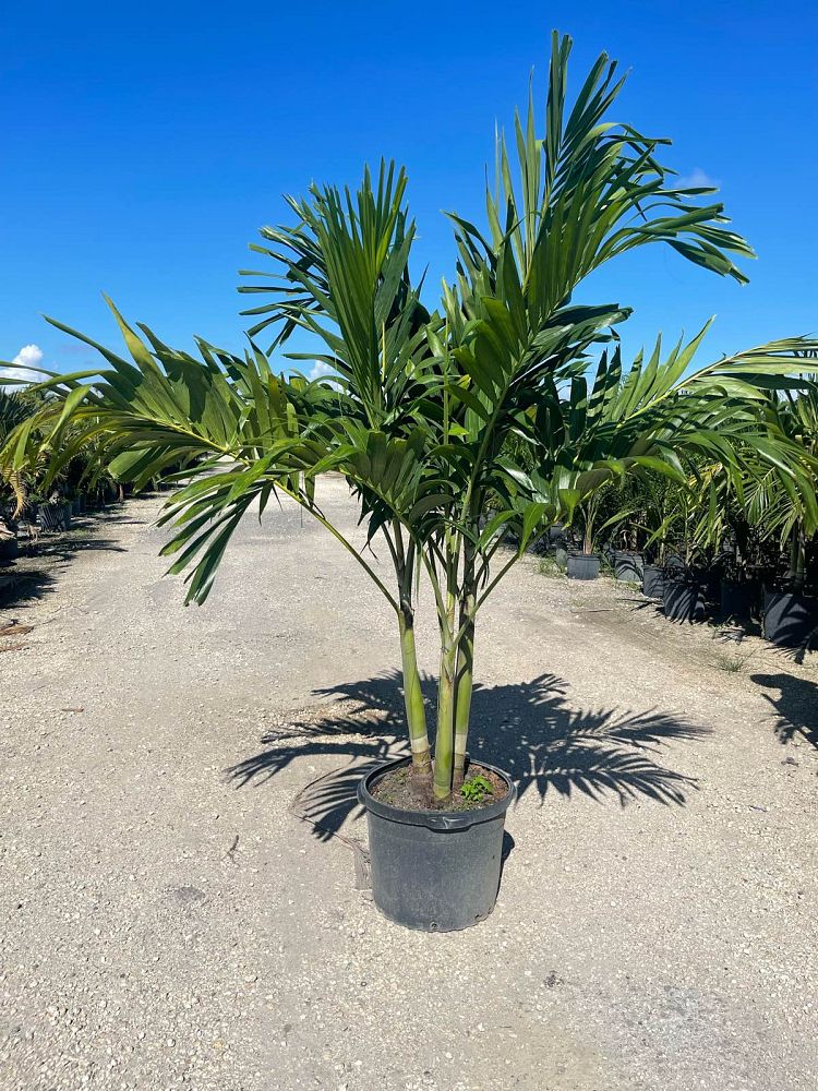 Tropical Palm Trees – ExoticPlants.ca