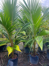 Load image into Gallery viewer, Cocos Nucifera (Green Malayan Coconut Palm) - Imported
