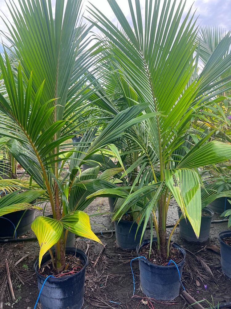 Cocos Nucifera (Green Malayan Coconut Palm) - Imported