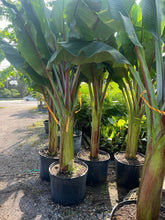 Load image into Gallery viewer, Red Abyssinian Banana (Ensete Ventricosum Maurelli)
