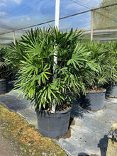 Load image into Gallery viewer, Finger Palm (Rhapis Multifida) - Imported
