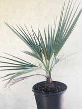 Load image into Gallery viewer, Blue Hesper Palm (Brahea Armata) - Imported
