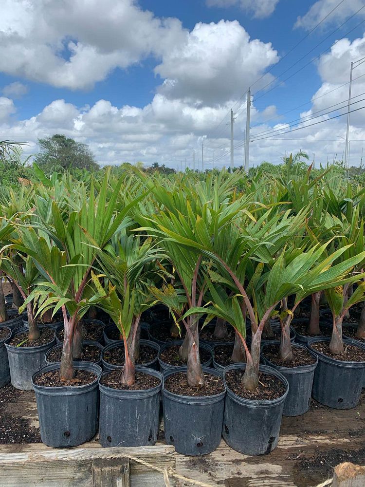 Bottle Palm (Hyophorbe Lagenicaulis) - Imported – ExoticPlants.ca