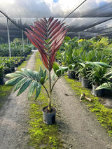 Flamethrower Palm (Chambeyronia Macrocarpa)
