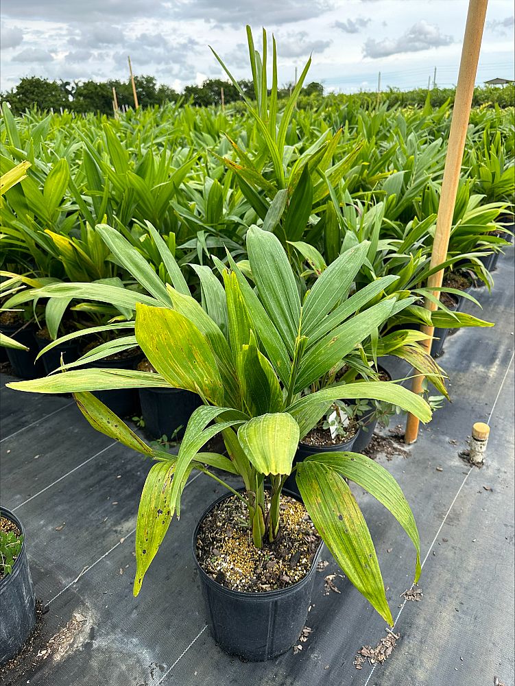 Veitchia Merrillii (Christmas Palm) - Imported