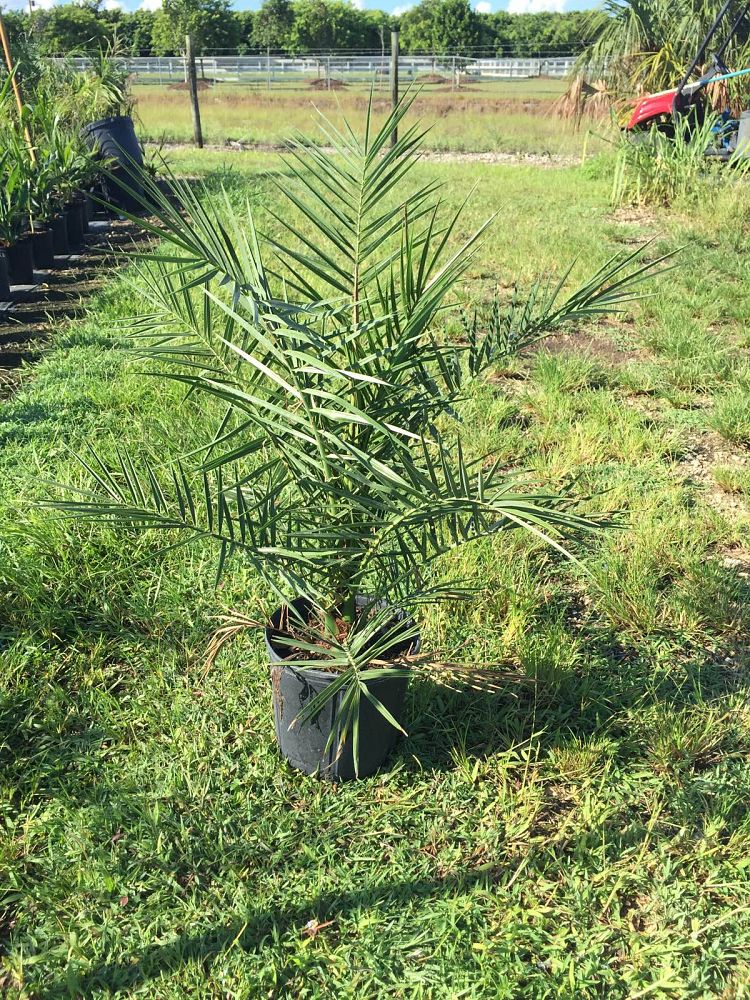 Canary Island Date Palm (Phoenix Canariensis) - Imported Canary Island Date Palm (Phoenix Canariensis) - Imported