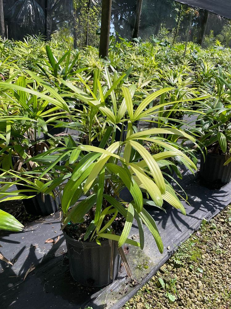 Lady Palm (Rhapis Excelsa) - Imported – ExoticPlants.ca
