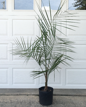 Load image into Gallery viewer, Mule Palm (Butiagrus Nabonnandii X) - Imported
