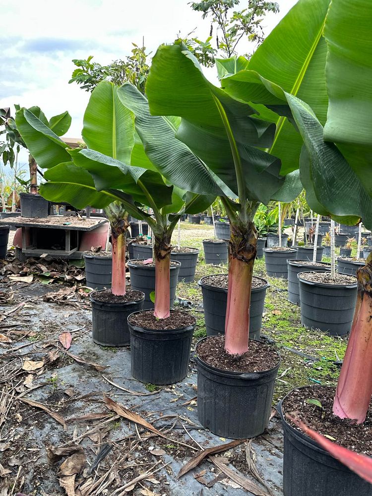 Super Dwarf Cavendish Banana (Musa Acuminata 'Super Dwarf
