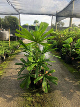 Australian Fan Palm (Licuala Ramsayi)