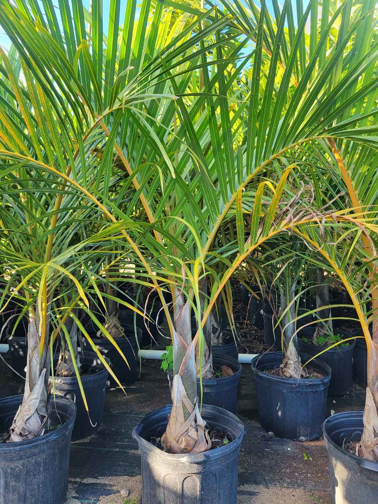 Hyophorbe Verschaffeltii (Spindle Palm) - Imported