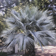 Load image into Gallery viewer, Blue Hesper Palm (Brahea Armata) - Imported
