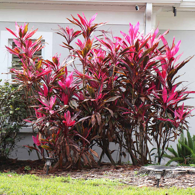 red sister plant indoor Cordyline 'Red Sister'