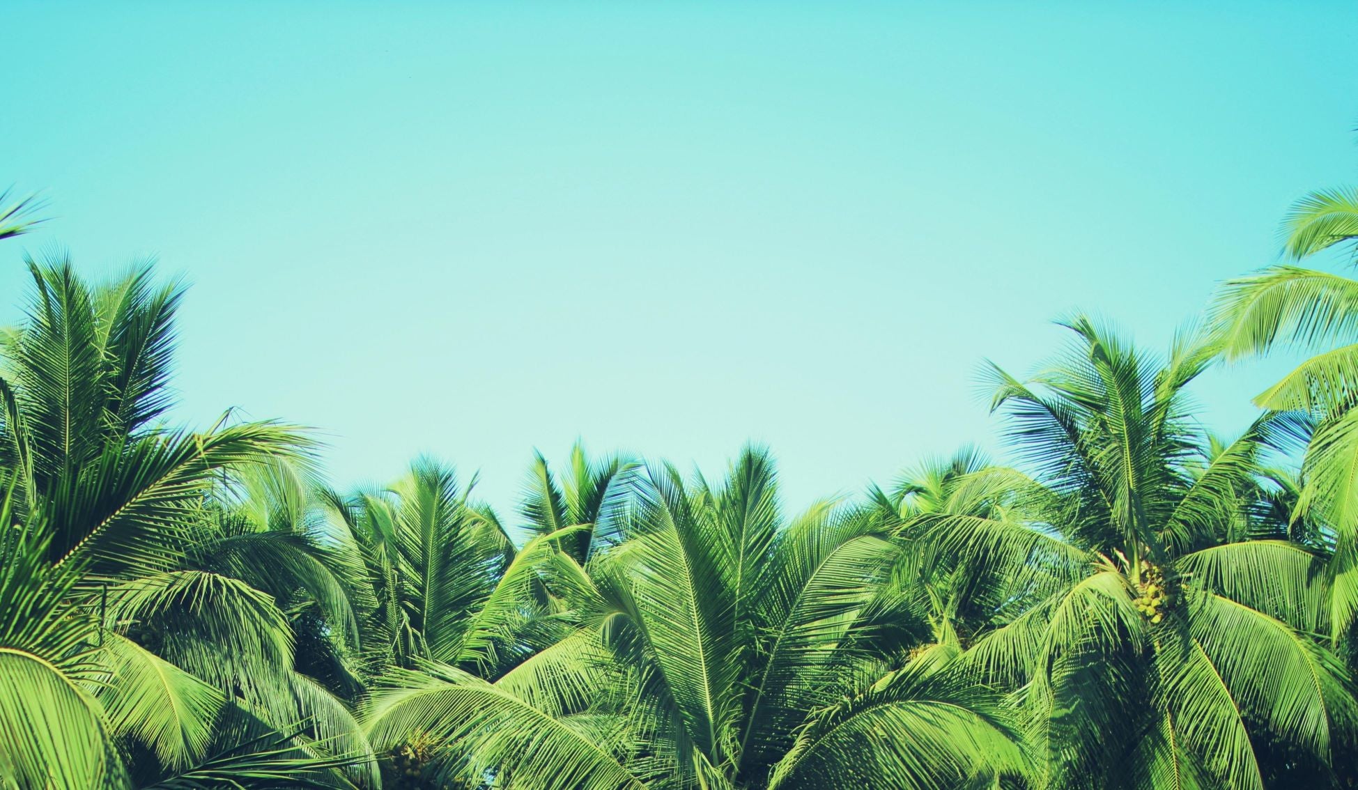 ExoticPlants.ca - Canada's Source for Palm Trees & Tropical