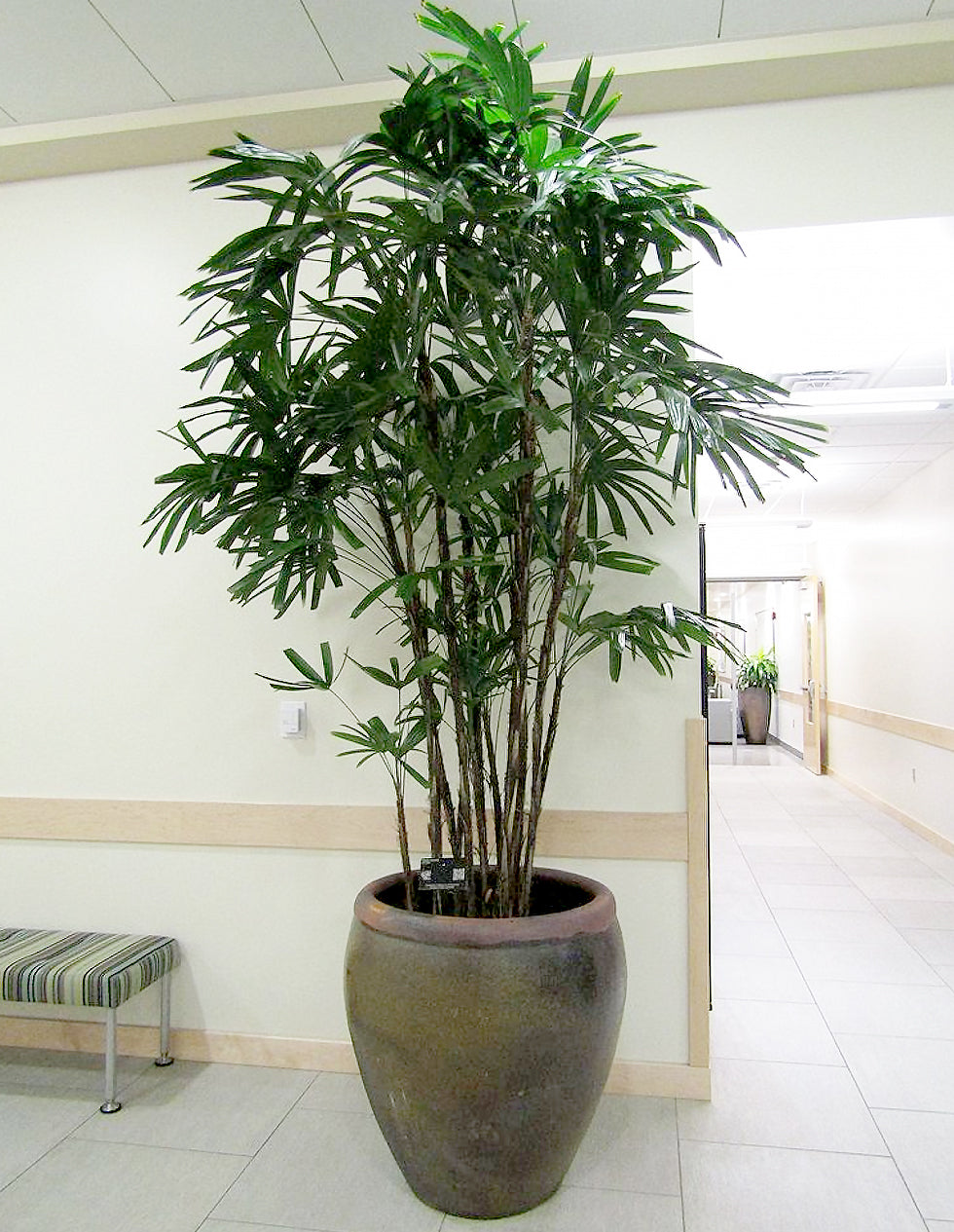 Palmページ Lady Palm (Rhapis Excelsa) - Imported – ExoticPlants.ca
