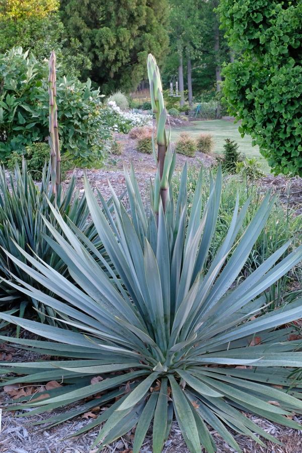 Agave & Yucca – ExoticPlants.ca