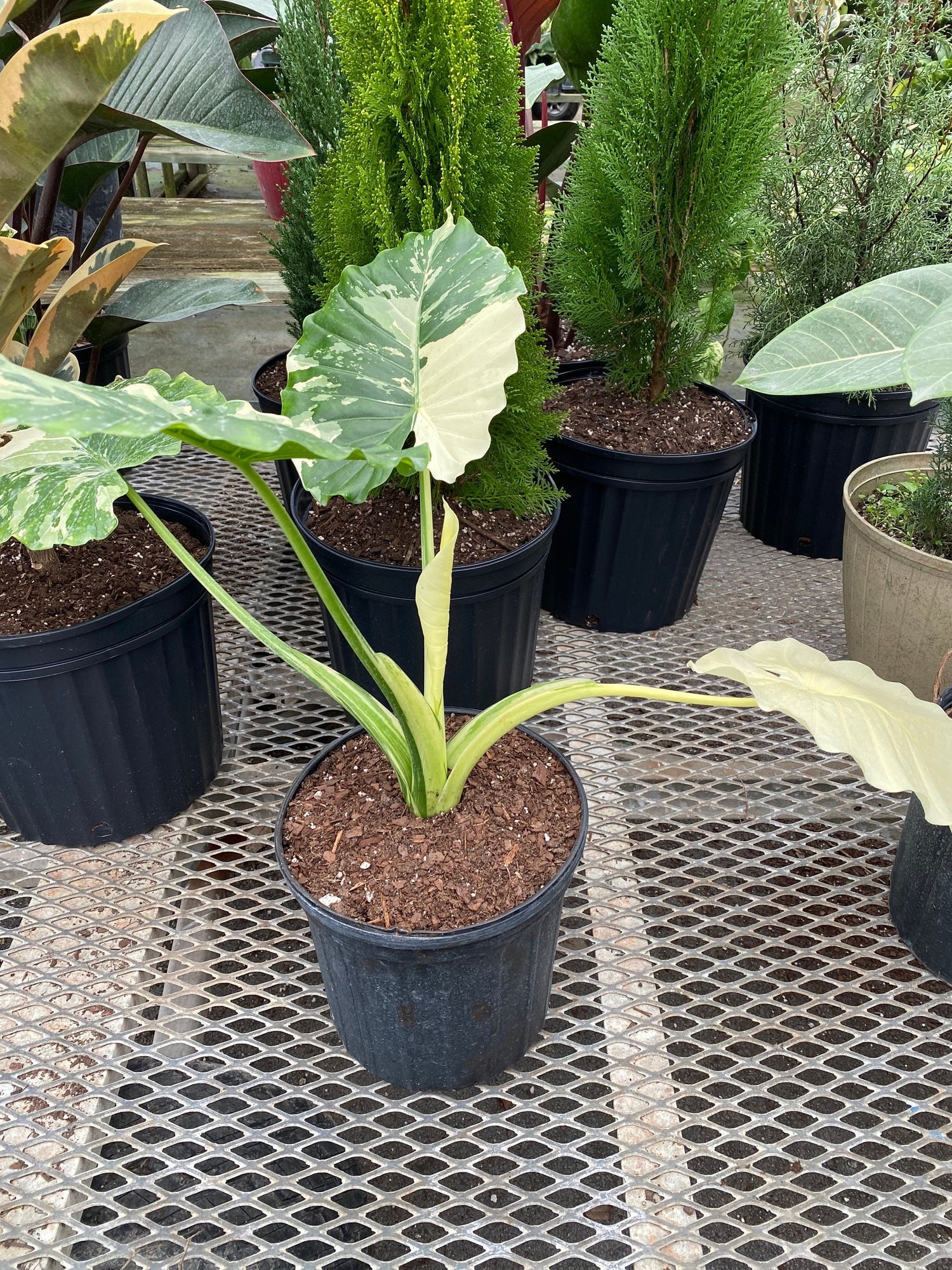 variegated elephant ear succulent Variegated Elephant Ear (Alocasia 'Odora Variegata')