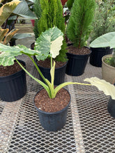 Load image into Gallery viewer, Alocasia &#39;Odora Variegata&#39; - Imported
