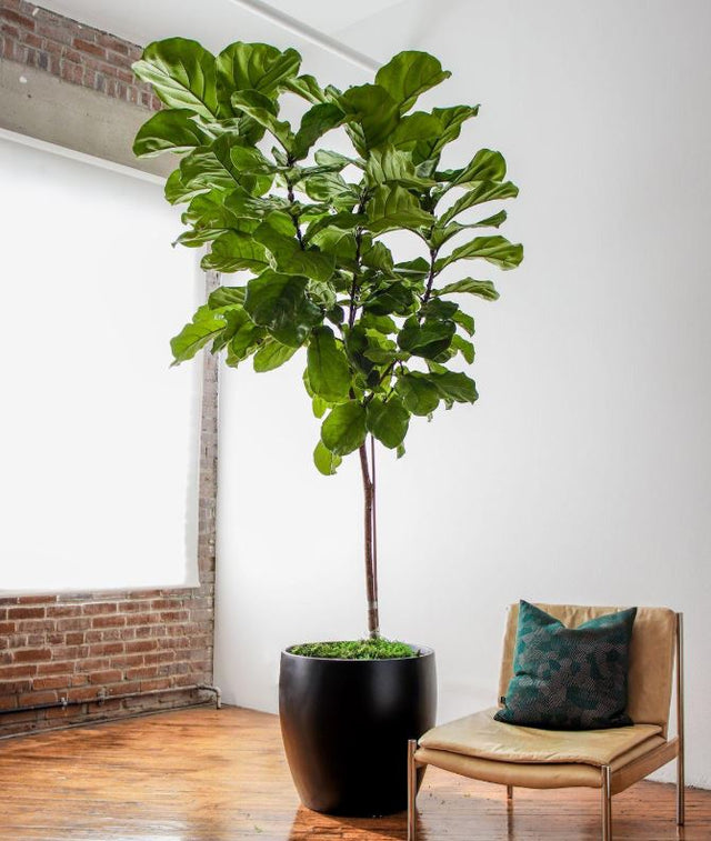 fiddle leaf fig vancouver Fiddle Leaf Fig Tree (Ficus Lyrata) – ExoticPlants.ca