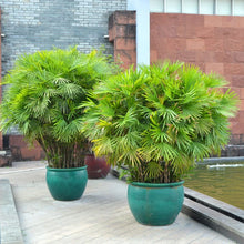 Load image into Gallery viewer, Finger Palm (Rhapis Multifida) - Imported
