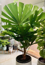 Australian Fan Palm (Licuala Ramsayi)