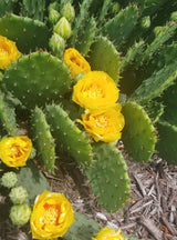 eastern prickly pear cactus ontario Eastern Prickly Pear Cactus (Opuntia Humifusa) – ExoticPlants.ca