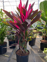 Cordyline 'Red Sister' - Imported