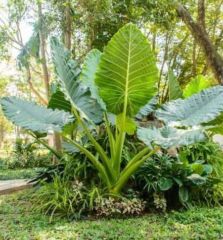 Colocasia Gigantea 'Thailand Giant' – ExoticPlants.ca
