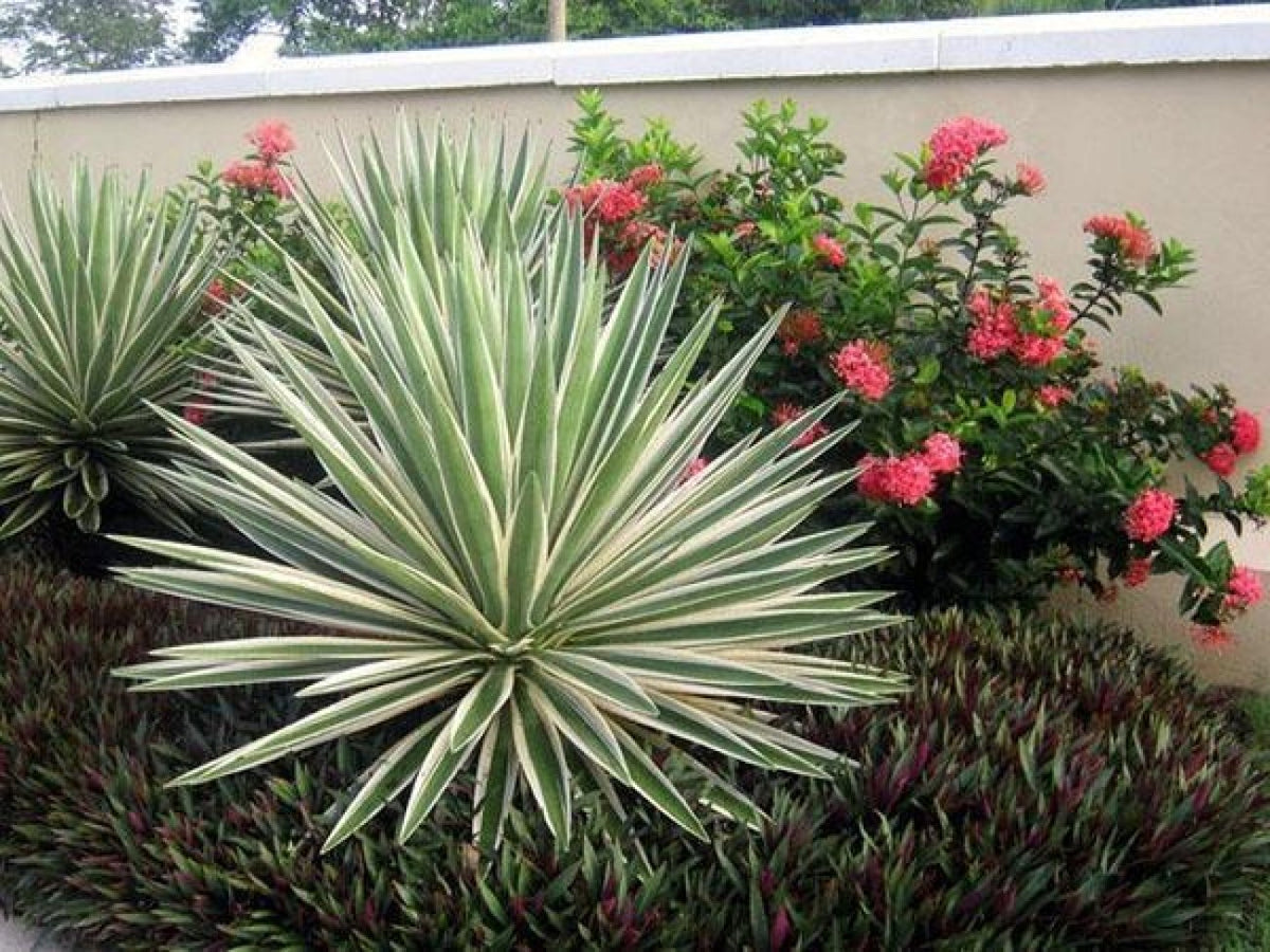 Adam's Needle 'Ivory Towers' (Yucca Filamentosa 'Ivory Towers ...