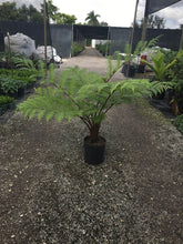 Load image into Gallery viewer, Cyathea Cooperi (Australian Tree Fern) - Imported
