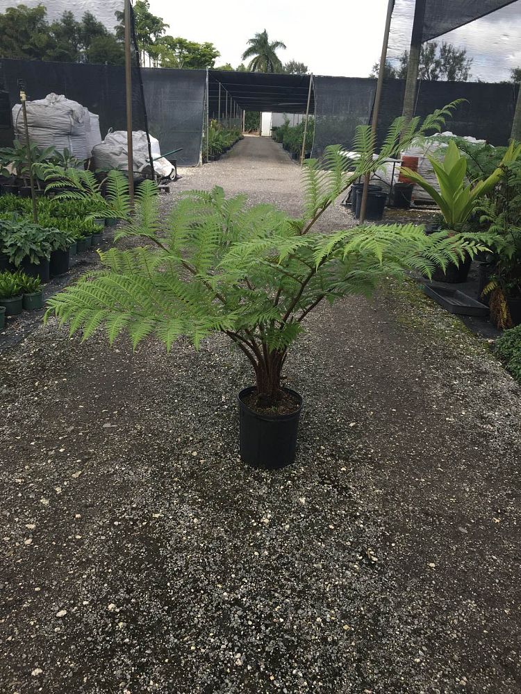 Cyathea Cooperi (Australian Tree Fern) - Imported